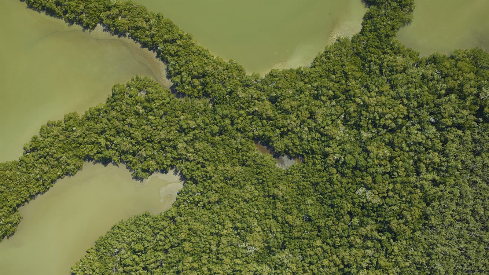 The Trees That Build the Coast
